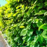 Hecke aus Hainbuchen